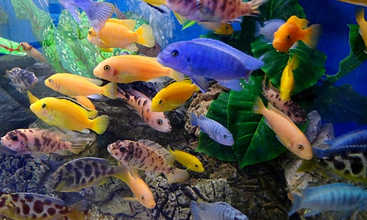 You are currently viewing The Most Popular Cichlid Types for Beginners: A blog post about cichlid types and their popularity