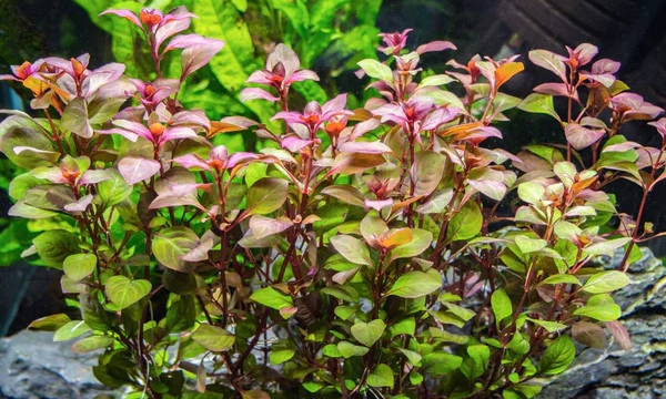 You are currently viewing The Top 10 Red Aquarium Plants You Can’t Grow Without