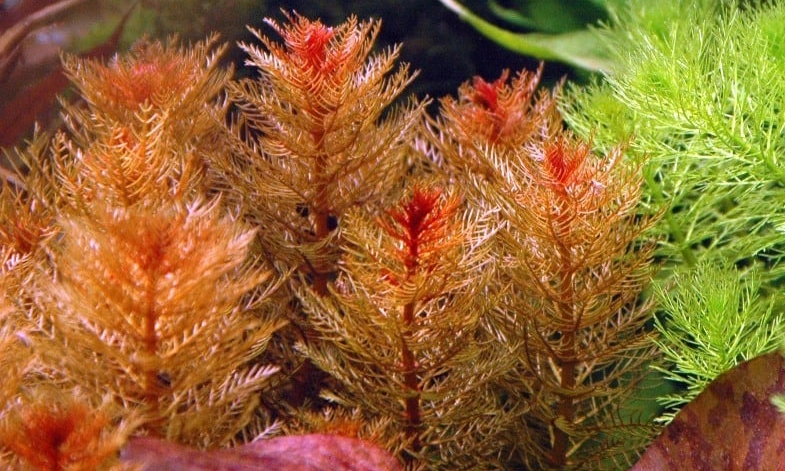 Red Watermilfoil