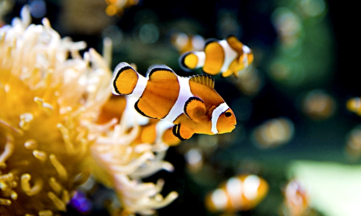 You are currently viewing 10 Best Saltwater Fish for Beginners – The Complete List