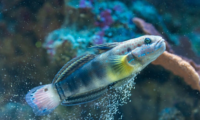 Sleeper-Banded Goby