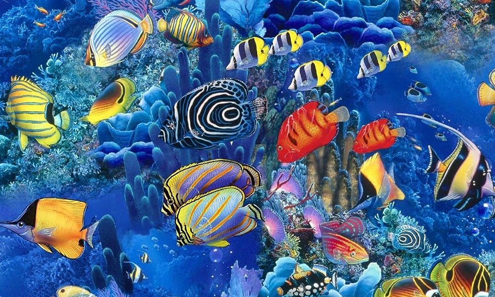 Read more about the article The Top 10 Most Popular Colorful Fishes