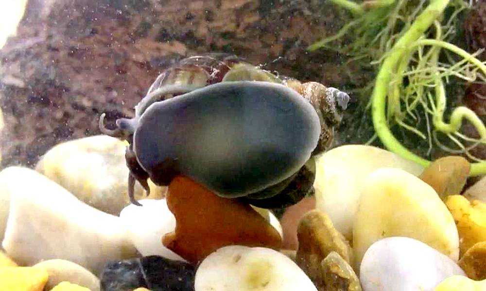 snail cleaning aquarium glass