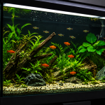 I’m starting a new aquarium, where can I get good advice?